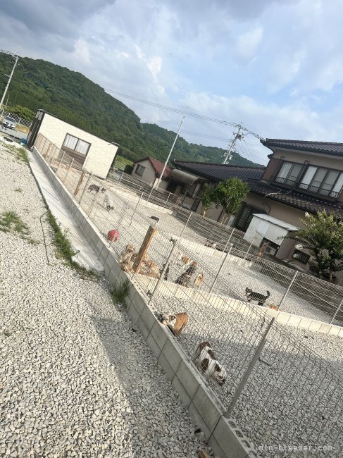 運動スペースです。｜大窪　悠里(おおくぼ　ゆうり)ブリーダー(熊本県・ゴールデンレトリバーなど・JKC/日本豆柴犬協会/全日本狩猟倶楽部登録)の紹介写真2