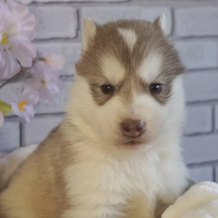 ID:2501-05197の子犬