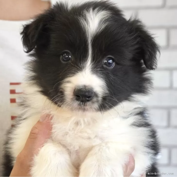 M・A 様のお迎えした子犬