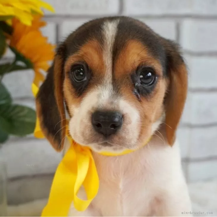 とくさん 様のお迎えした子犬