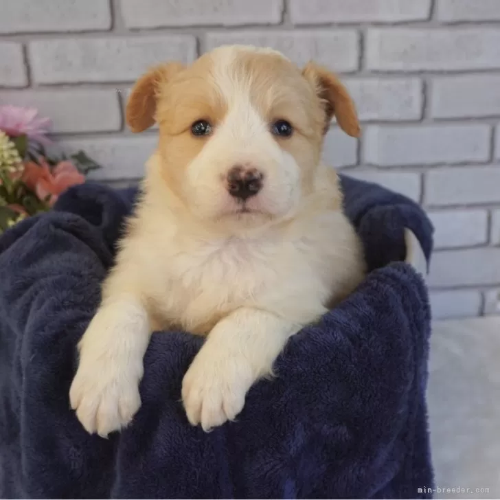 ID：2504-07326の子犬