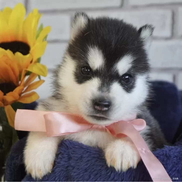 M.M 様のお迎えした子犬