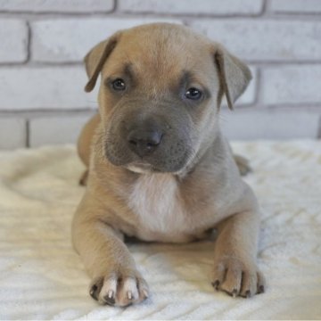 アメリカンピットブルテリア【熊本県・男の子・2025年10月17日・ブルーフォーン】の写真「顔の大きくなる兄妹達❗️」