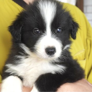 ボーダーコリー【熊本県・男の子・2025年4月6日・ブラック&ホワイト】の写真「とても珍しく、カッコいいカラーなしの男の子👦」