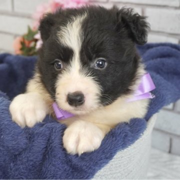 ボーダーコリー【熊本県・男の子・2025年4月3日・ブラック&ホワイト】の写真「頭部が大きくとても愛くるしい顔つき😍」