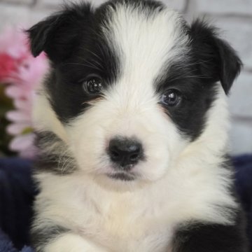 ボーダーコリー【熊本県・女の子・2025年4月6日・ブラック&ホワイト】の写真「フルカラーでフレーズ幅がとても広くて美人です🩷」