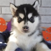 シベリアンハスキー