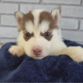 シベリアンハスキー