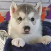 シベリアンハスキー