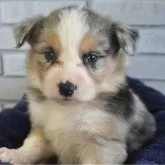 ボーダーコリー