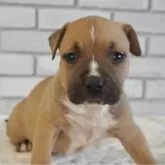 アメリカンピットブルテリア