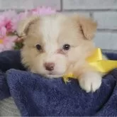 ボーダーコリー