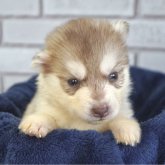 シベリアンハスキー