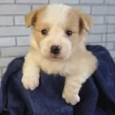 ボーダーコリー