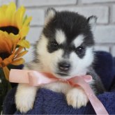 シベリアンハスキー