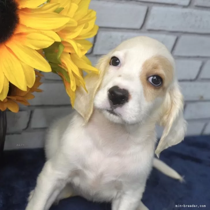 ID：2406-02304の子犬