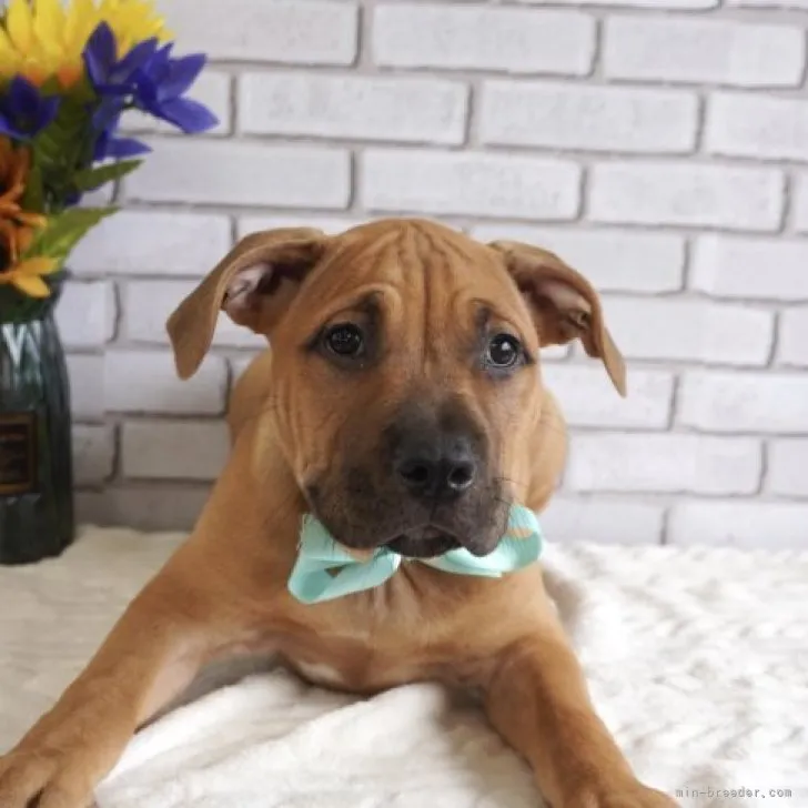 ID：2307-00313の子犬