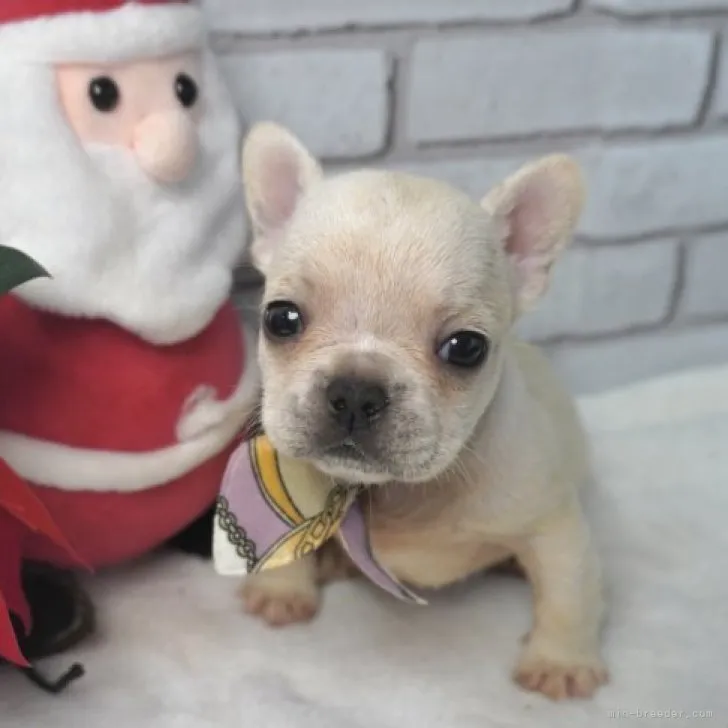 ID：2311-05090の子犬