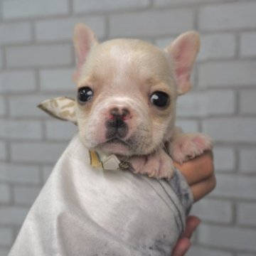 フレンチブルドッグ【熊本県・女の子・2023年10月5日・クリーム】の写真「小柄でタレ目の可愛い女の子❤️」