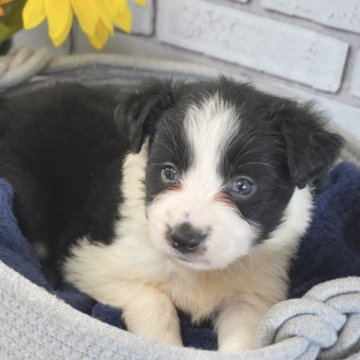 ボーダーコリー【熊本県・女の子・2024年7月5日・ブラック&ホワイト】の写真「とてもお利口で可愛い女の子🦴」