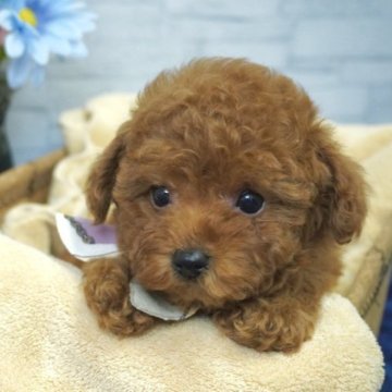 トイプードル(タイニー)【熊本県・女の子・2023年2月6日・レッド】の写真「小柄な女の子🎉」