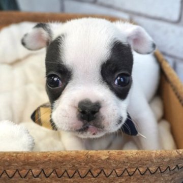 フレンチブルドッグ【熊本県・男の子・2023年8月17日・パイド】の写真「綺麗な柄のイケメン君❤️」