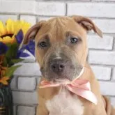 アメリカンピットブルテリア【熊本県・女の子・2023年5月1日・フォーン】の写真1