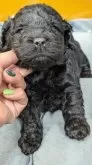 コッカプー【愛知県・女の子・2025年4月1日・ブラック】の写真3