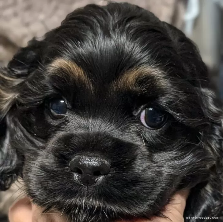 ID:2412-05228の子犬