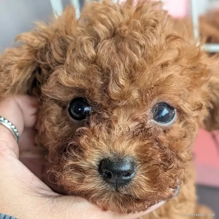 ID：2509-00606の子犬