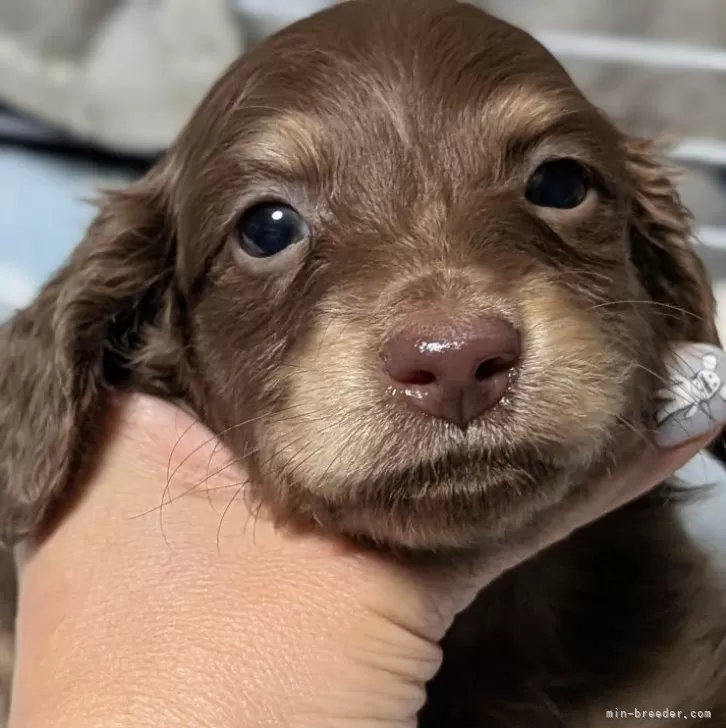 ミニチュアダックスフンド(ロング)【愛知県・男の子・2025年11月24日・チョコレートイエロー】の写真1「チョコタンでした😊」