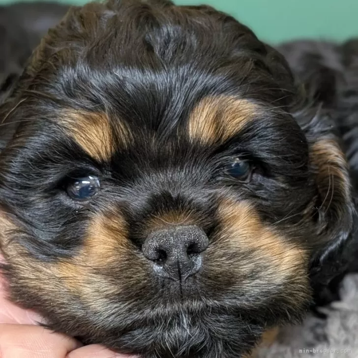 ID:2412-05227の子犬