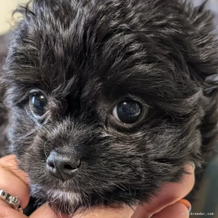 ID：2505-00977の子犬