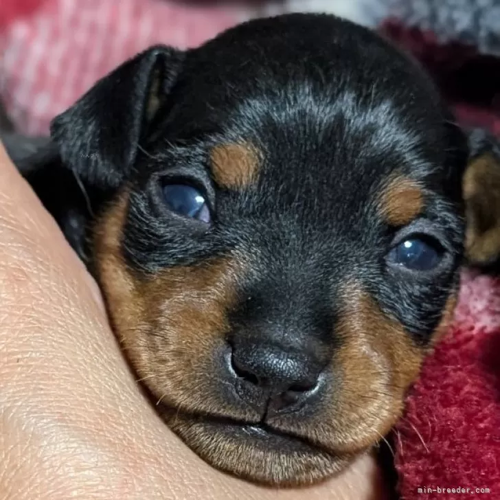 sachi 様のお迎えした子犬