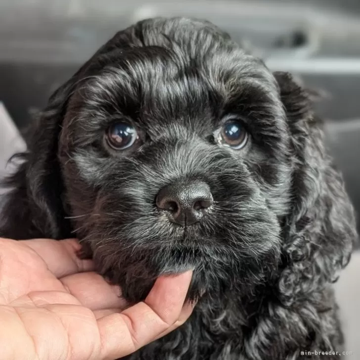 ID:2506-07309の子犬