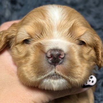 アメリカンコッカースパニエル【愛知県・男の子・2025年10月24日・バフ&ホワイト】の写真「ムチコロツヤツヤな男の子♡♡♡」