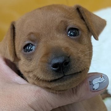 ミニチュアピンシャー【愛知県・男の子・2025年11月3日・レッド】の写真「ムチムチレッド君♡ナチュラルテールのAMCH血統」