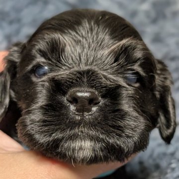 アメリカンコッカースパニエル【愛知県・男の子・2025年10月24日・ブラック】の写真「ムチコロツヤツヤな男の子♡♡♡」