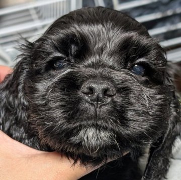 アメリカンコッカースパニエル【愛知県・男の子・2025年10月24日・ブラック】の写真「ムチコロツヤツヤな男の子♡♡♡」