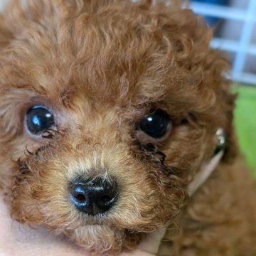 トイプードル(タイニー)【愛知県・男の子・2024年10月5日・レッド】の写真「クリクリお目々の可愛い男の子♡」