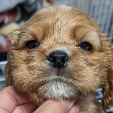 アメリカンコッカースパニエル【愛知県・男の子・2025年10月24日・バフ&ホワイト】の写真「ムチコロツヤツヤな男の子♡♡♡♡」