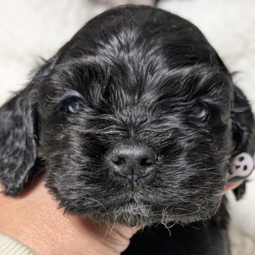 アメリカンコッカースパニエル【愛知県・男の子・2025年10月24日・ブラック】の写真「ムチコロツヤツヤな男の子♡♡」