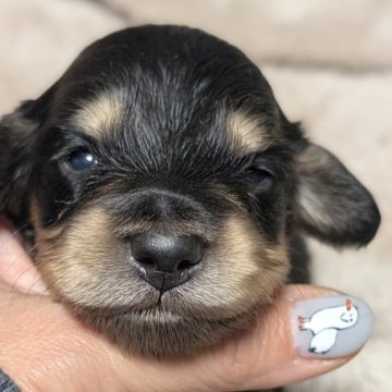 ミニチュアダックスフンド(ロング)【愛知県・女の子・2025年11月24日・ブラックイエロー】の写真「クッキリ派手めなブラックイエローの女の子♡」