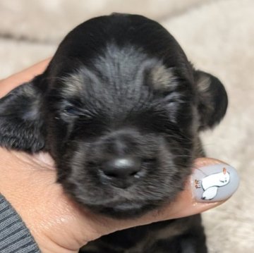 ミニチュアダックスフンド(ロング)【愛知県・女の子・2025年11月24日・ブラックタン】の写真「今のところ地味ーなブラックタンの女の子♡」