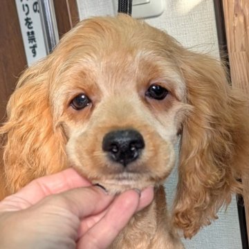 コッカプー(アメリカンコッカースパニエル×ミニチュアプードル)【愛知県・男の子・2025年8月2日・バフ】の写真「天真爛漫ヘソ天タレ目のバフボーイ♡♡♥」