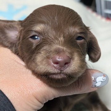 ミニチュアダックスフンド(ロング)【愛知県・男の子・2025年11月24日・チョコレートイエロー】の写真「今のところ超地味目なチョコレートイエローの男の子♡」