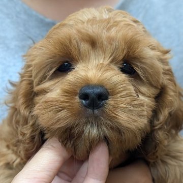コッカプー(アメリカンコッカースパニエル×トイプードル)【愛知県・女の子・2025年6月13日・レッド】の写真「ムチコロ艶々レッドの女の子♡」