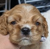 アメリカンコッカースパニエル