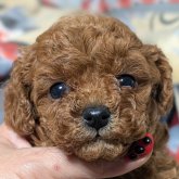 トイプードル(タイニー)