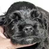 アメリカンコッカースパニエル